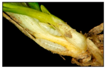 hessian fly eggs